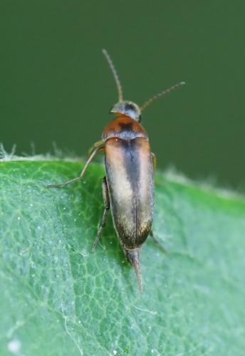 Mordellistena sp.
